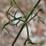 Iberis pinnata Habit