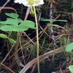 Moneses uniflora Flower