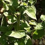 Solidago juncea Leaf