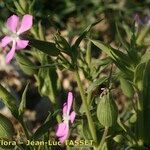 Silene conoidea অভ্যাস