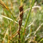 Carex myosuroides Kita