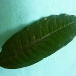 Iryanthera hostmannii Leaf