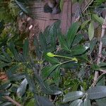 Cunonia capensis Hábito