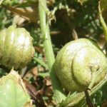 Medicago scutellata Fruto