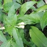 Symphytum tuberosum Flor