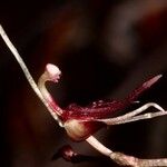 Acianthus tenuilabris Blomst