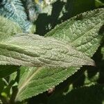 Digitalis canariensis Leaf