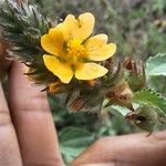 Malvastrum americanum Fleur