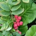 Cotoneaster integerrimus Blad