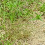 Fimbristylis autumnalis Habit