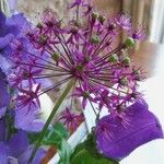 Allium nigrumFloare