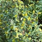 Hypericum frondosum 果實