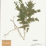 Selaginella parkeri Hoja