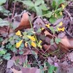 Corydalis flavula 花