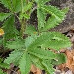 Potentilla hirta Leaf
