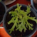 Mauranthemum paludosum Frunză