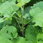 Arctium lappaLeaf