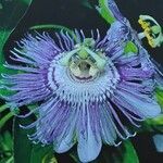 Passiflora incarnata Blomst