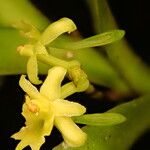 Tridactyle pentalobata Flower