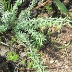 Pellaea ternifolia List
