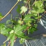 Hedera canariensis Leaf