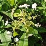 Hydrangea seemannii Hábito