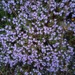 Thymus caespititius Flor