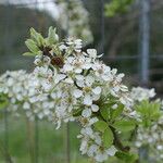 Pyrus amygdaliformis Flower