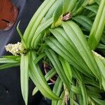 Mycaranthes floribunda Foglia