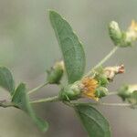 Calea prunifolia Flower