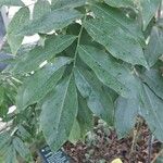 Castanospermum australe Frunză