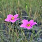 Sabatia grandiflora