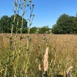 Cirsium vulgareFlors