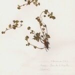 Alchemilla pentaphyllea Συνήθη χαρακτηριστικά