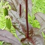 Penstemon digitalis Bark