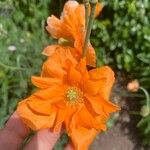 Papaver rupifragum Flower