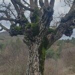 Juglans regiaКора