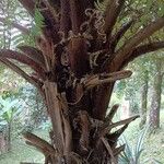 Cyathea arborea Corteza