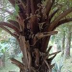 Cyathea arborea خشب