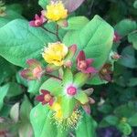 Hypericum × inodorum Flower