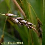 Carex capillaris Frukt