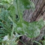 Lactuca biennis Leaf