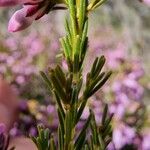 Erica australis Yaprak