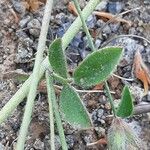 Lotus angustissimus Leaf