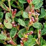 Polygonum arenastrum Кветка