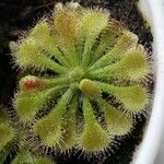 Drosera spatulata Fuelha