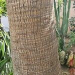Washingtonia filifera 樹皮