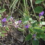 Strobilanthes tomentosa Buveinė