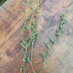 Atriplex micrantha Blad