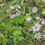 Symphyotrichum puniceumFlor